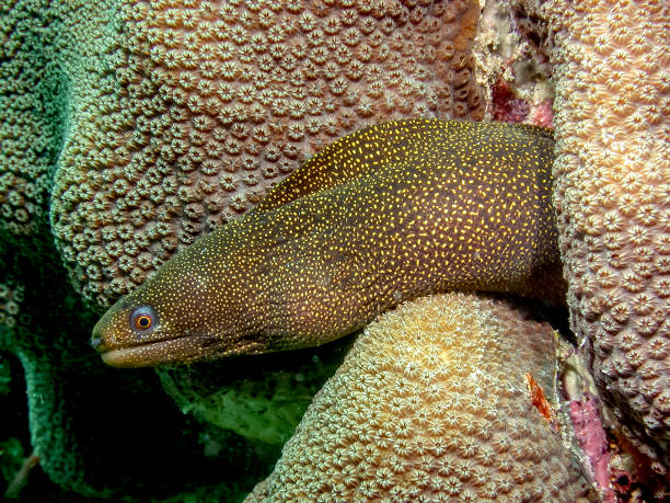 goldentail-moray-eel-istock-getty-images-3