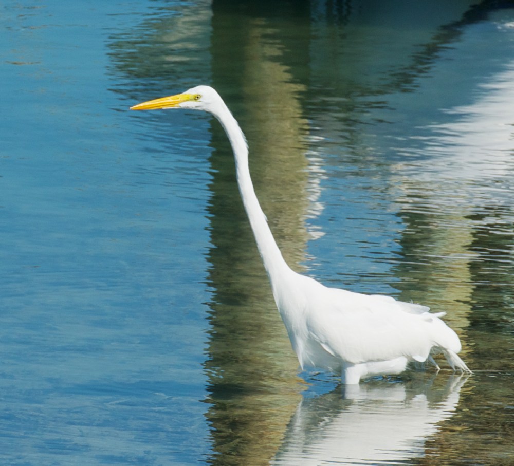 Great Egret, Bahamas (Nina Henry)