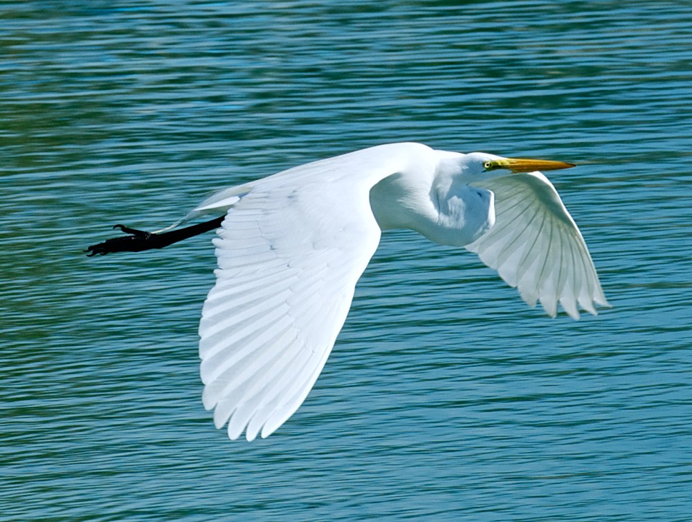 Great Egret, Bahamas (Nina Henry)
