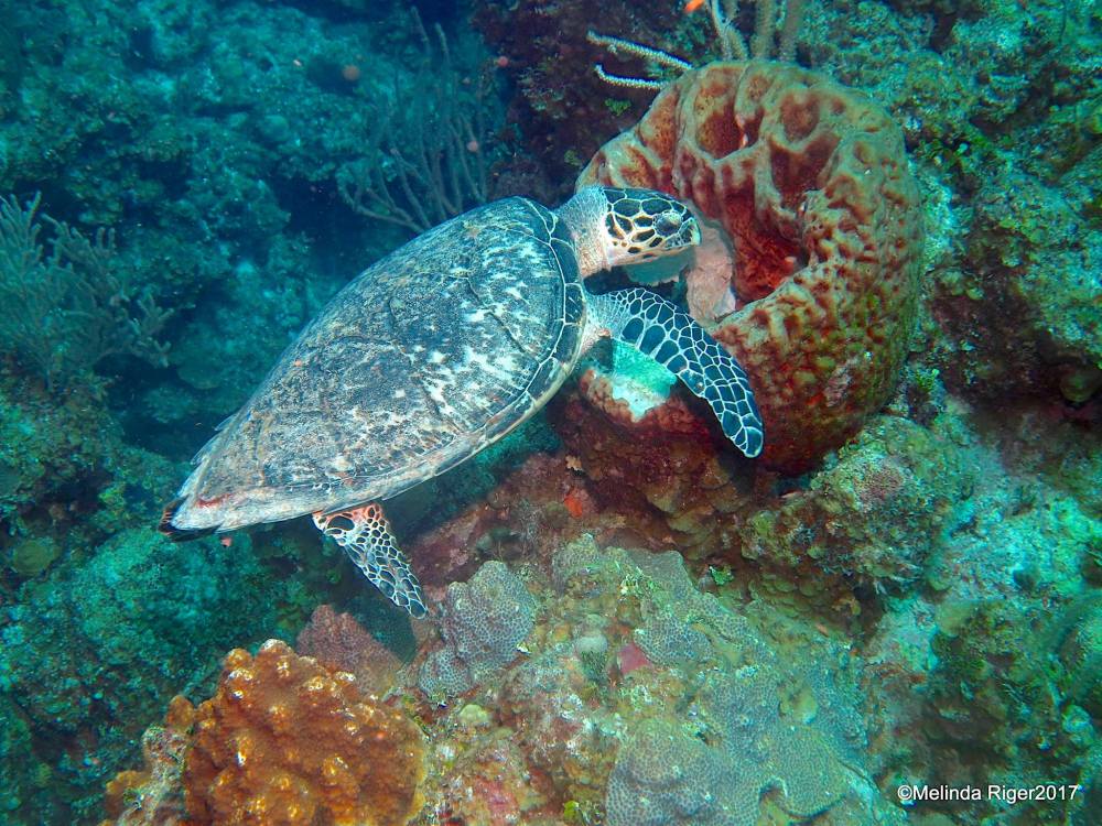 Hawksbill Turtle, Bahamas (Melinda Riger / Grand Bahama Scuba)