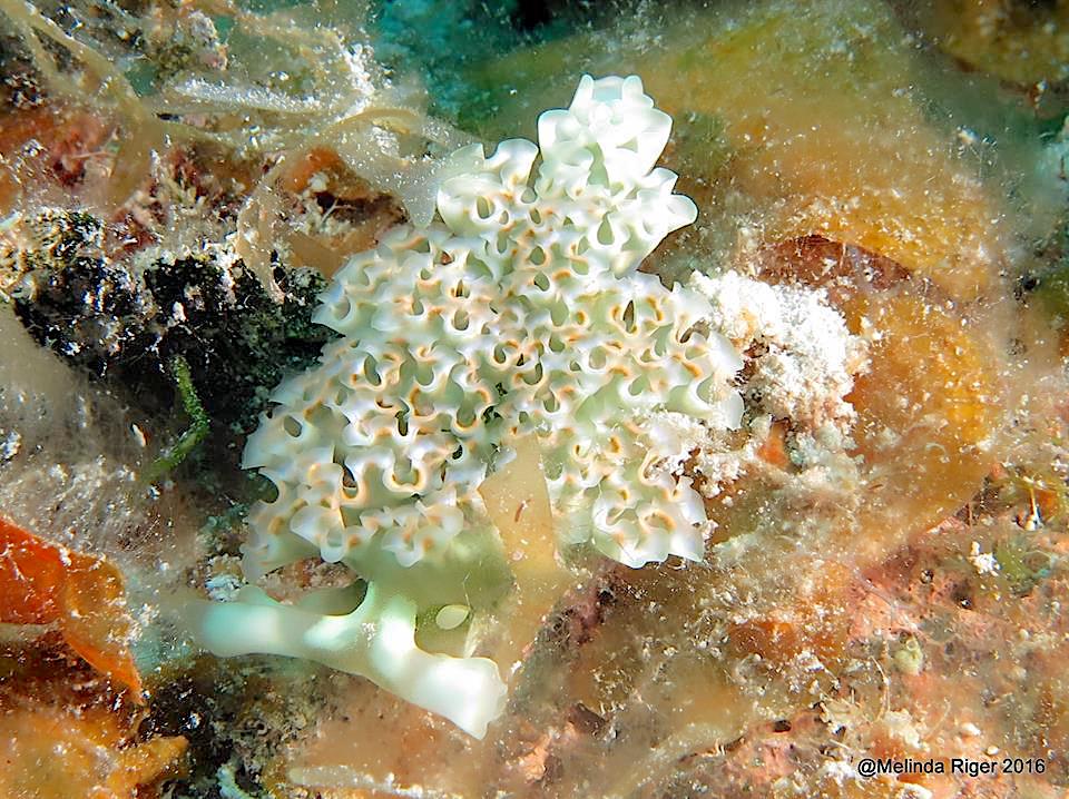 Lettuce Sea Slug, Bahamas (Melinda Riger / G B Scuba)