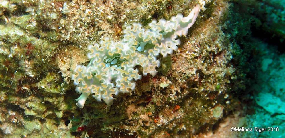 Lettuce Sea Slug, Bahamas (Melinda Riger / G B Scuba)