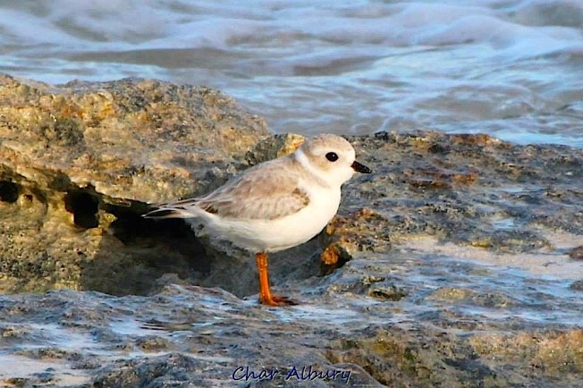 Piping Plover on Abaco Bahamas (Charmaine Albury)