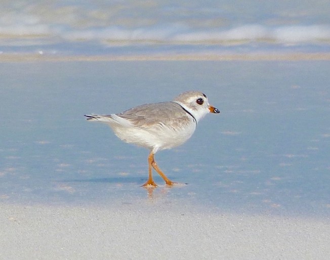 Piping Plover, Abaco Bahamas (Keith Salvesen)
