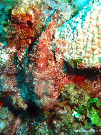 Caribbean Scorpionfish, Bahamas (Melinda Riger / G B Scuba)