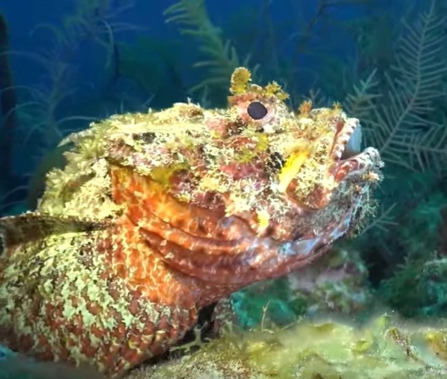 Scorpionfish, Bahamas (Ocean Frontiers Dive Shop)