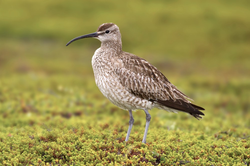Whimbrel numenius phaeopus (Andreas Trepte / wiki)