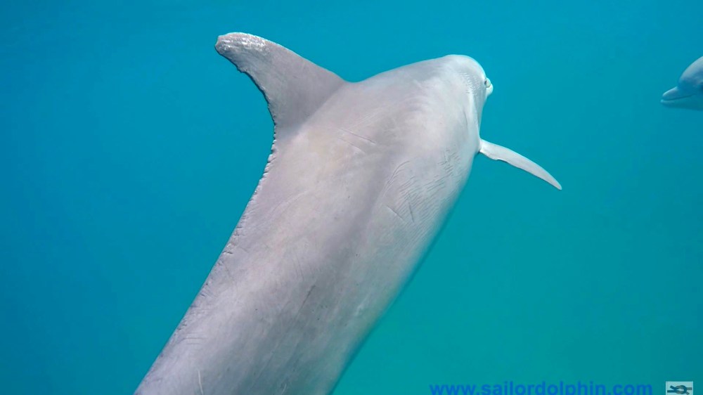 Following Dolphins (SailorDolphin / BMMRO)