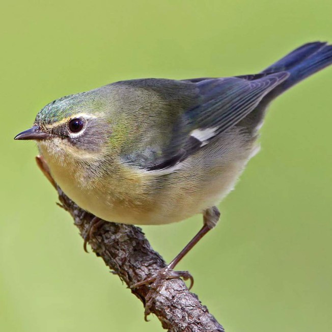 Black-throated Blue Warbler (f) (Dax Roman / Birds Caribbean)
