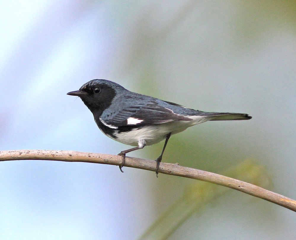 Black-throated blue warbler (Gerlinde Taurer)