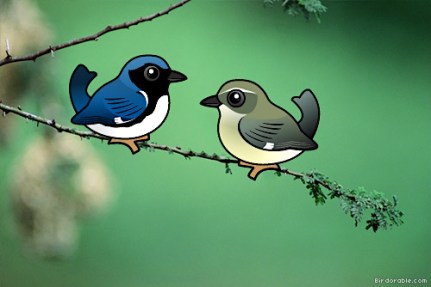 Black-throated Blue Warbler (m & f comparison) (Birdorable)