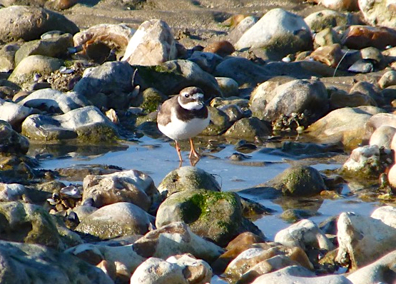 Little Ringer Plover, Normandy France (Keith Salvesen - crop)