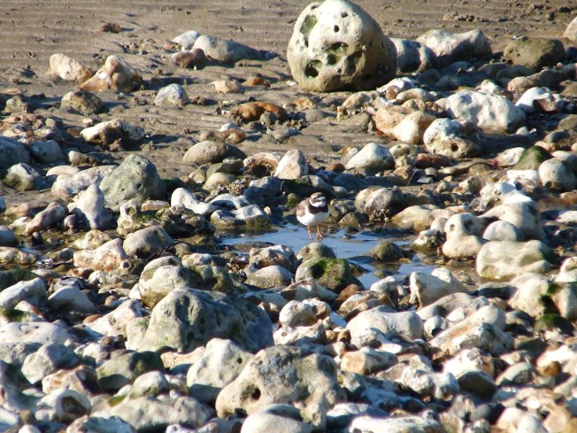 Little Ringer Plover, Normandy France (Keith Salvesen)