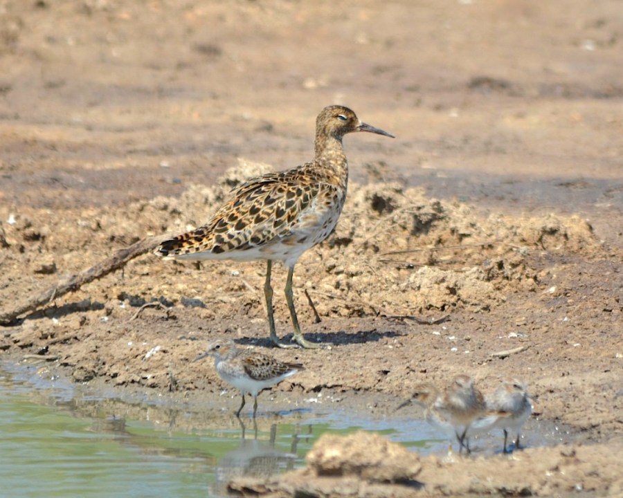 Ruff, Grand Bahama, Bahamas (2015) Duncan Mullis