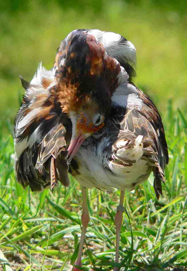Ruff - male preening (B.S.Thurner-hof, wiki)