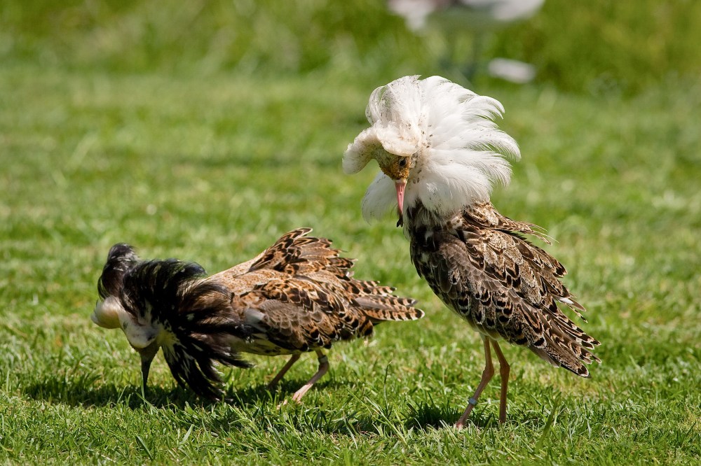 Ruff Lek (Arjan Haverkamp) wiki