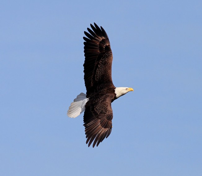 Bald Eagle (Phil Lanoue)