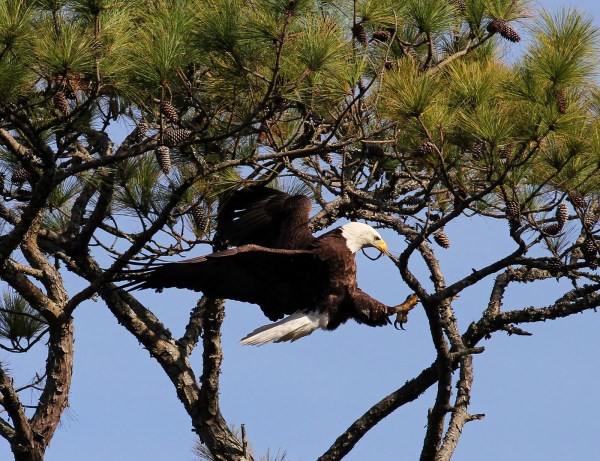 Bald Eagle (Phil Lanoue)