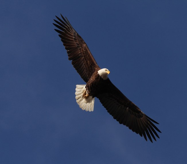 Bald Eagle in flight (Phil Lanoue)