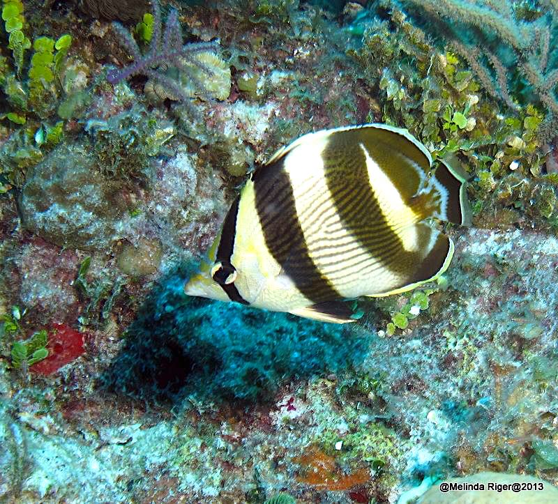 Banded Butterflyfish, Bahamas (Melinda Riger / GB Scuba)