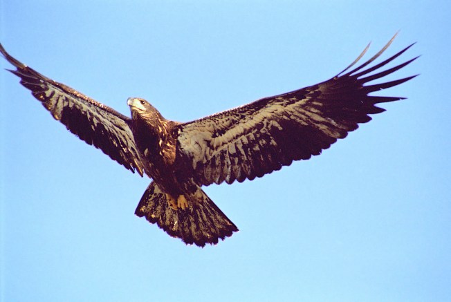 Bald Eagle Juvenile (Wiki)