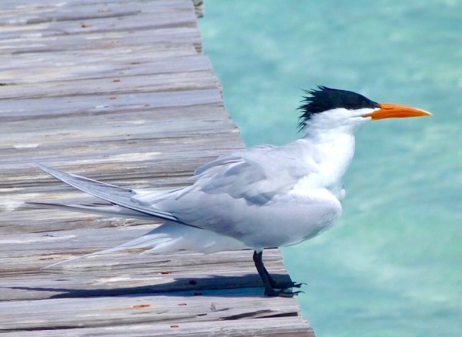 Royal Tern, Long Dock Cherokee Abaco Bahamas (Keith Salvesen)