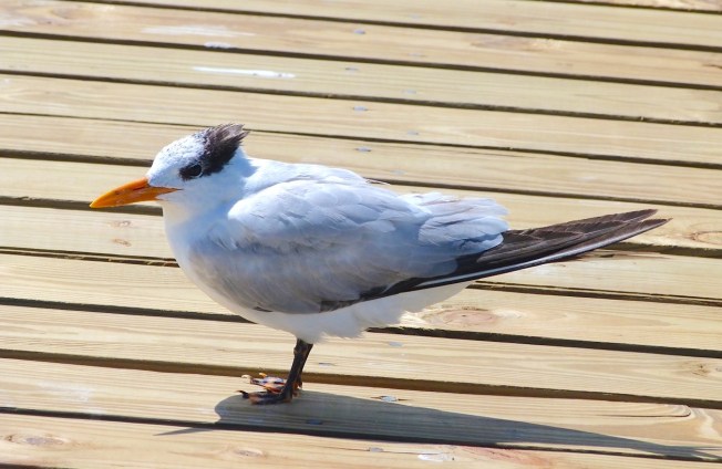 Royal Tern, Long Dock Cherokee Abaco Bahamas (Keith Salvesen)