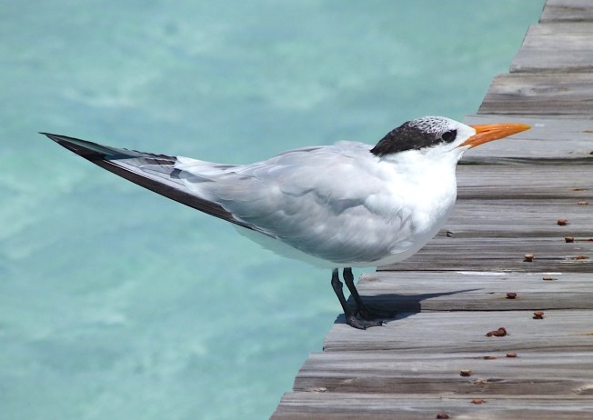 Royal Tern, Long Dock Cherokee Abaco Bahamas (Keith Salvesen)