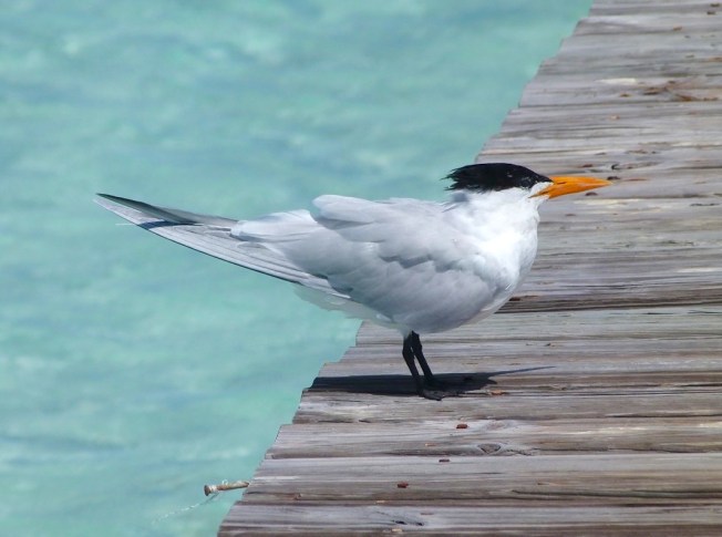 Royal Tern, Long Dock Cherokee Abaco Bahamas (Keith Salvesen)