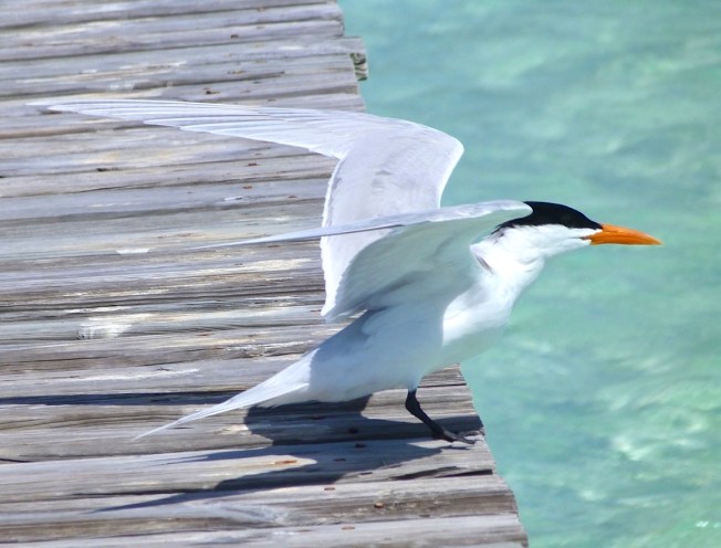 Royal Tern, Long Dock Cherokee Abaco Bahamas (Keith Salvesen)