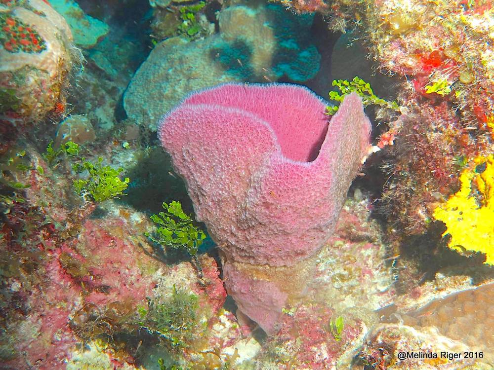 Purple Vase Sponge, Bahamas (Melinda Riger / G B Scuba)