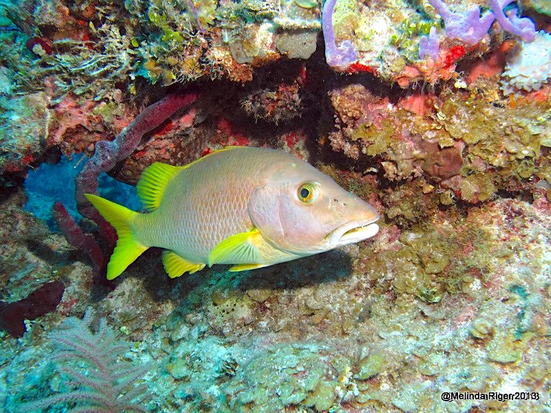 Schoolmaster Snapper (Melinda Riger @ G B Scuba)