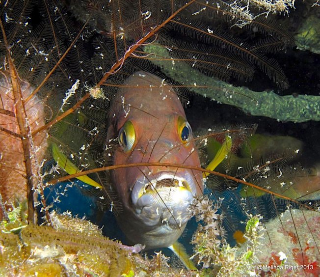 Schoolmaster Snapper (Melinda Riger @ G B Scuba)