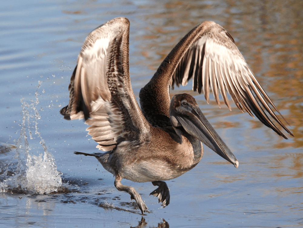 Brown Pelican (Phil Lanoue)
