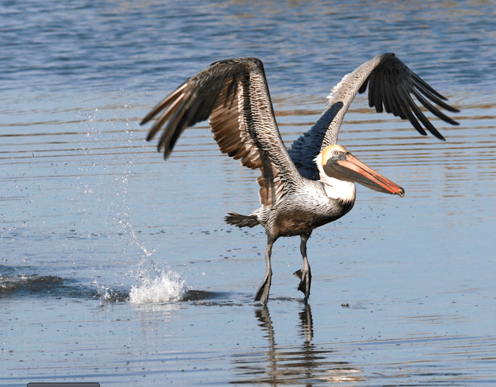 Brown Pelican (Phil Lanoue)