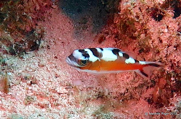 Tobacco Basslet (Serranus tabacarius) Bahamas (Melinda Riger / GB Scuba)