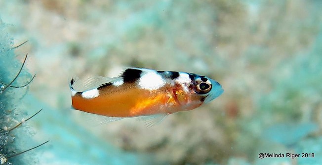 Tobacco Basslet (Serranus tabacarius) Bahamas (Melinda Riger / GB Scuba)