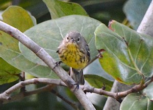 Kirtland's Warble, Sandy Point Abaco Bahamas (Roger Neilson)