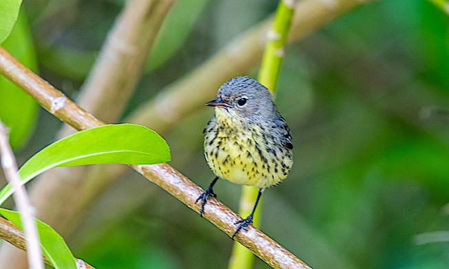 Kirtland's Warble, Green Turtle Cay, Abaco Bahamas (Sally Chisholm)