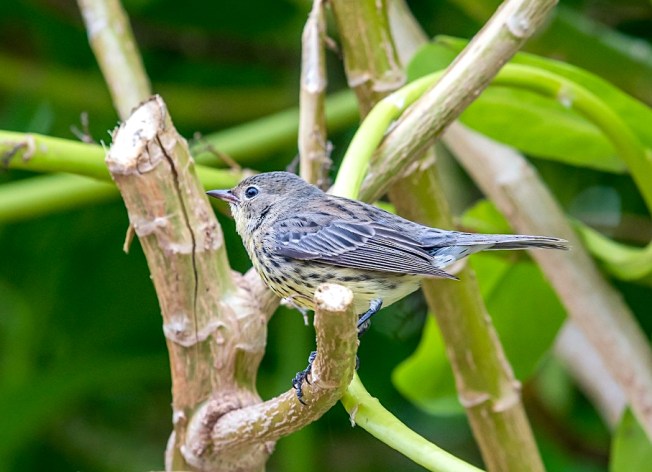 Kirtland's Warble, Green Turtle Cay, Abaco Bahamas (Sally Chisholm)