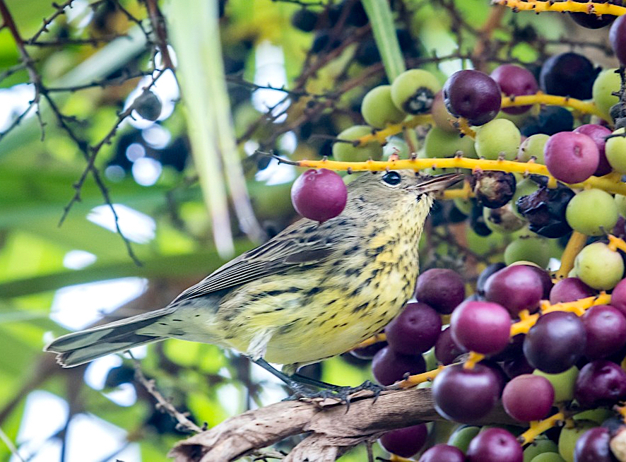 Kirtland's Warbler, Elbow Cay Abaco Bahamas (Sally Chisholm)
