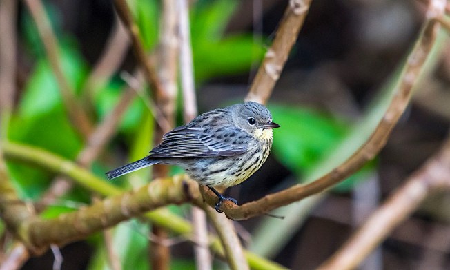 Kirtland's Warble, Green Turtle Cay, Abaco Bahamas (Sally Chisholm)