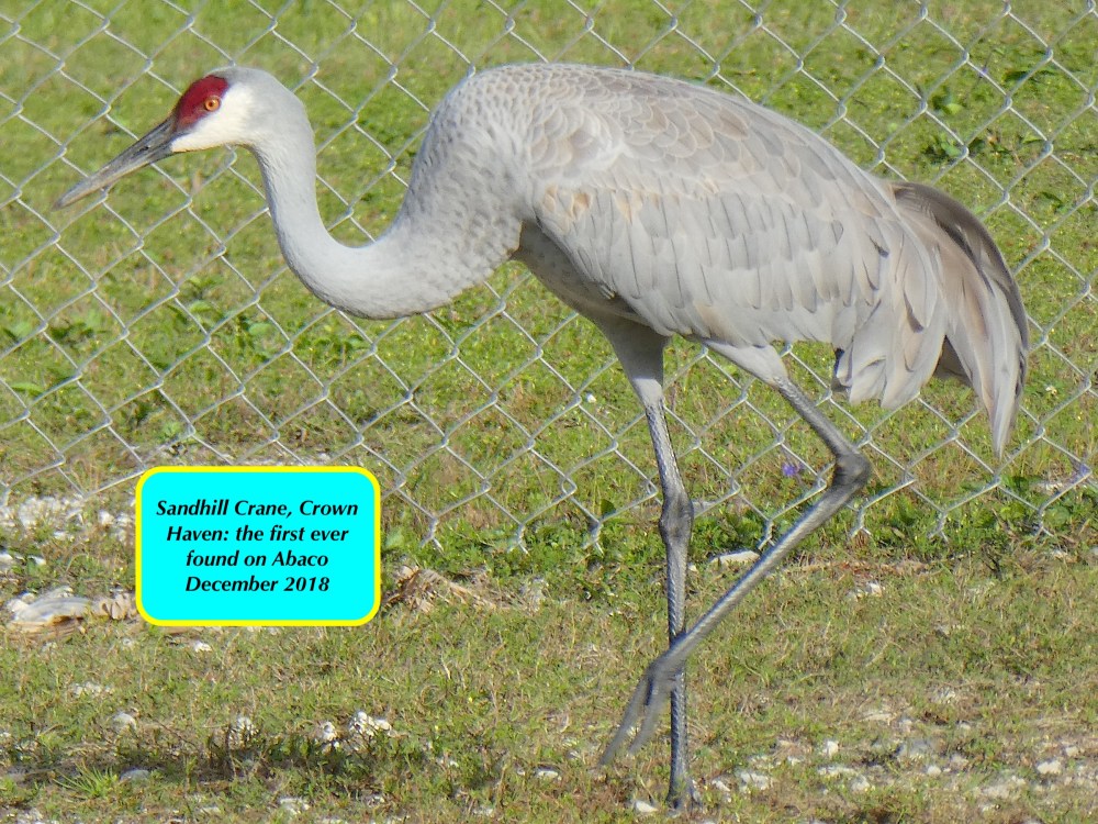 Sandhill Crane, Abaco Bahamas - a first-ever sighting (Elwood Bracey)