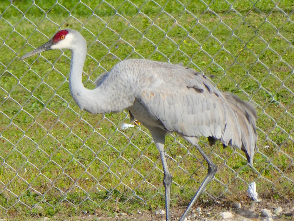 Sandhill Crane, Abaco Bahamas - a first-ever sighting (Elwood Bracey)