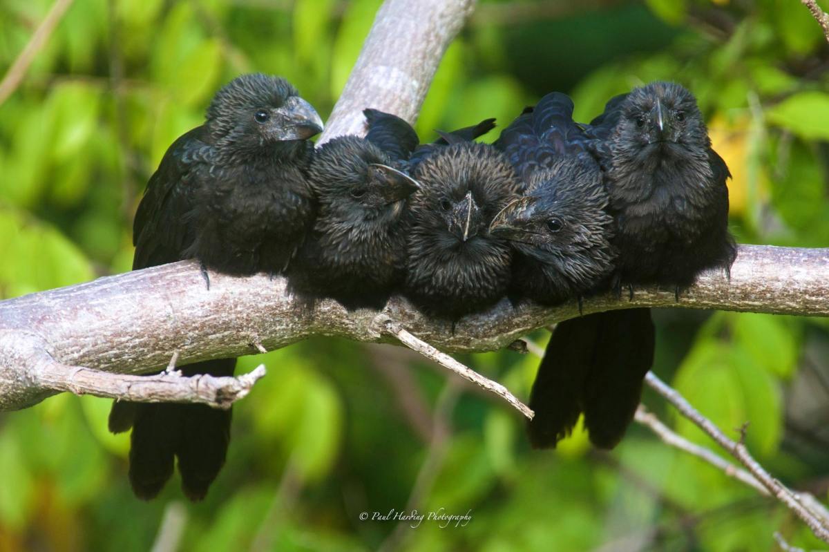 Smooth-billed Anis, Bahamas (Paul Harding)
