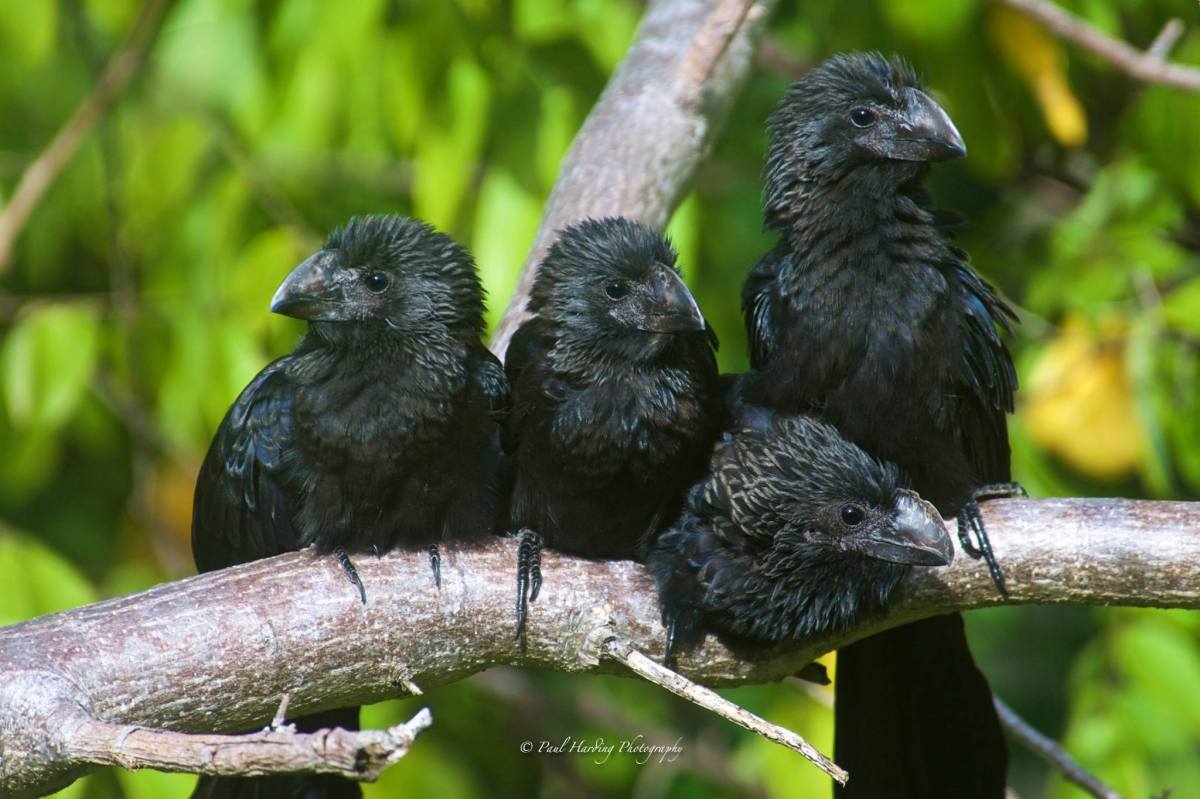 Smooth-billed Anis, Bahamas (Paul Harding)
