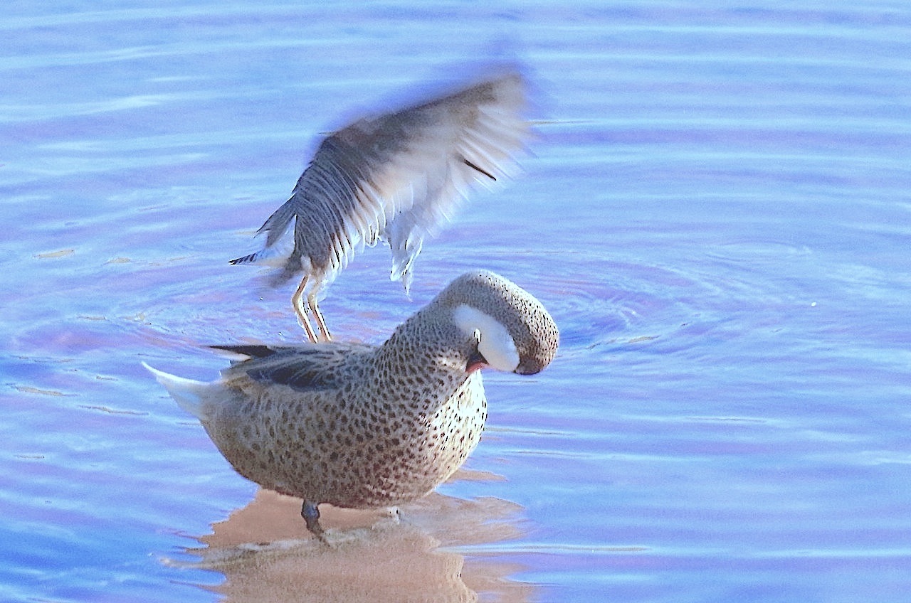 Lesser Yellowlegs Tringa flavipes, Abaco Bahamas (Keith Salvesen)
