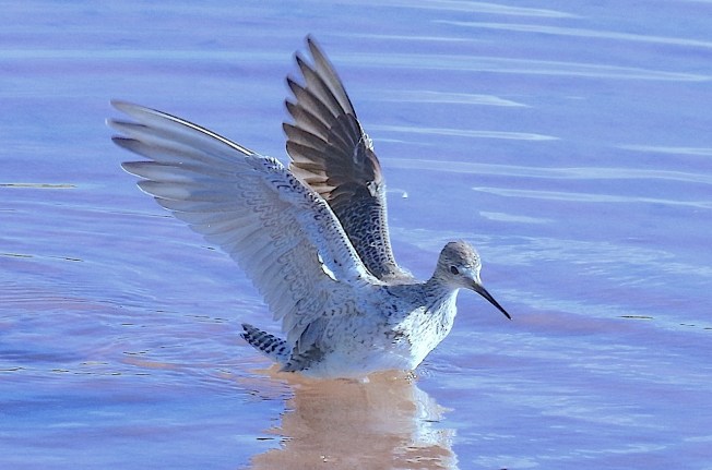 Lesser Yellowlegs Tringa flavipes, Abaco Bahamas (Keith Salvesen)