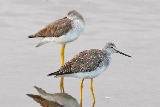Lesser Yellowlegs Tringa flavipes, Abaco Bahamas (Tom Sheley)
