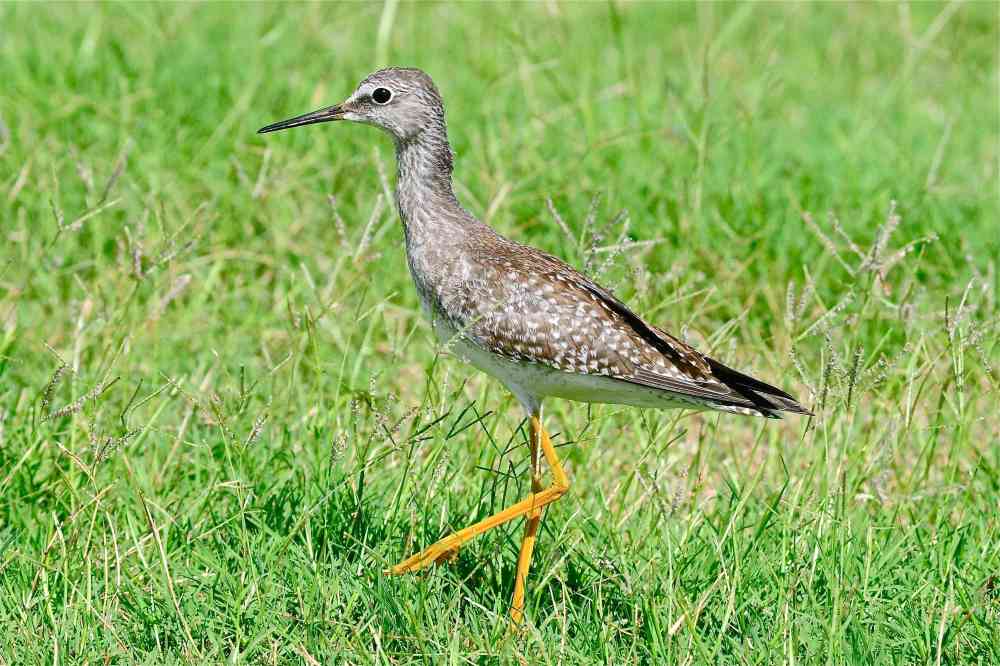 Lesser Yellowlegs Tringa flavipes, Abaco Bahamas (Tony Hepburn)
